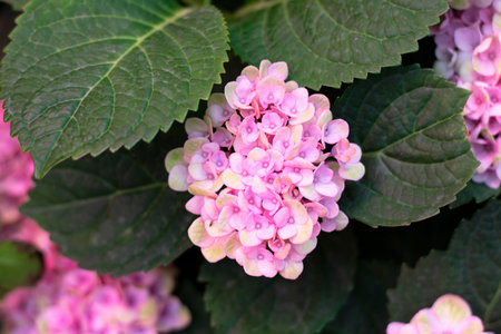 Hydrangea arborescens Incrediball Blush or Sweet Annabelle pink a corymb. smooth or wild or...