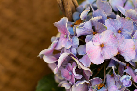 Hydrangea arborescens Incrediball Blush or Sweet Annabelle pink a corymb. smooth or wild or...