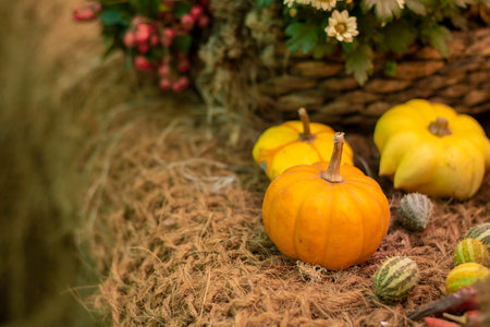 Halloween bright decorative background different color and shape squash pumpkins on natural rustic rope backdrop. Wallpaper about gardening and harvest, healthy product, Horizontal with copy spaceの写真素材