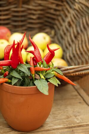 ripe bright red hot chili peppers on plant in pot on the background of defocused basket with appeles. Selective focus. Horizontal with copy space. Wallpaper about gardening and harvest, autumn,の写真素材