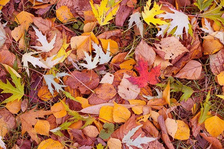 Colorful background of fallen autumn leaves from different trees. Horizontal with copy space. Bright...