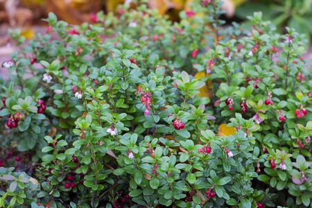 Autumnal colorful green leaves of red billberry bush with fully ripened berries, whortleberry. Vaccinium vitis idaea bushes in forest. Selective focus. Horizontal. Botanical, healing herb natural foodの写真素材