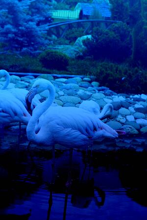 White Flamingo, with pink nib and legs in water, head profile, stones, Wild birds and animals in zoo Vertical with copy space for text and design. Classic, blue monochrome, trend 2020の写真素材