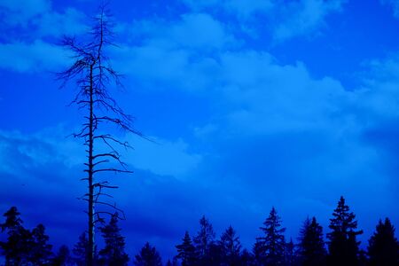 High dead tree over smaller forest on the background of cloudy sky. Horizontal. Minimalism. Nature. Classic, blue monochrome, trend 2020の写真素材