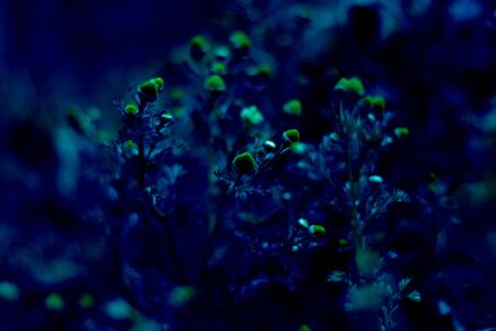 Wild chamomile pnant with flower. Selective focus, Classic, blue monochrome, trend 2020の写真素材