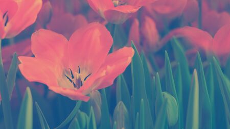 Red Tulips Darwiorange kind in blossom, beautiful spring flower in light, Horizontal banner with copy space. Classic, blue monochrome, trend 2020, duotoneの写真素材