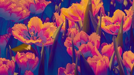Many bright orange red tulip flower gusto cultivar with flowers and green leaf background in tulip field at spring day for postcard beauty Horizontal Banner. Classic, blue monochrome, trend 2020の写真素材