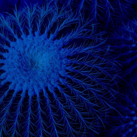 Top view of big Echinocactus, round cactus with small cacti, Square, Classic, blue monochrome, trend 2020の写真素材