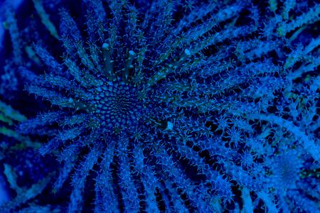 Euphorbia pugniformis cactus top view. Classic, blue monochrome, trend 2020の写真素材