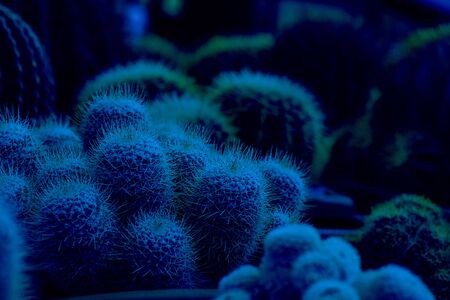Cactus Mammillaria wildii on the background of cacti in pots. Selective focus. Classic, blue monochrome, trend 2020の写真素材