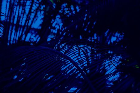 Green palm leaves on the background of sky tree and plant. Classic, blue monochrome, trend 2020の写真素材