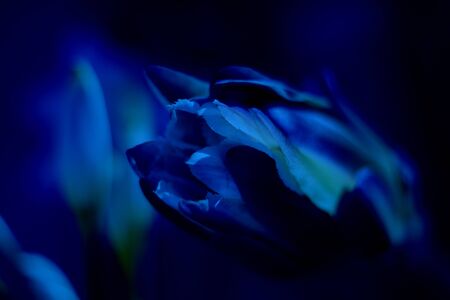 Cereus peruvianus flower. Selective focus. Classic, blue monochrome, trend 2020の写真素材