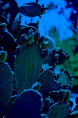 Cactus Opuncia or Prickly Pear with green fruits. Classic, blue monochrome, trend 2020の写真素材