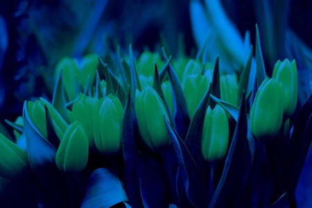 Yellow tulip bouquet with leaves on defocused background, Horizontal, postcard, wallpaper or design. Classic, blue monochrome, trend 2020の写真素材