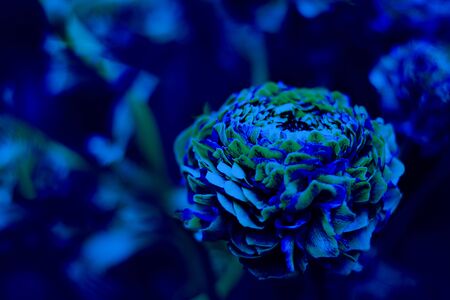 Particolored Pon Pon Ranunculus on the background of defocused garden with copy space for text and design. Classic, blue monochrome, trend 2020の写真素材