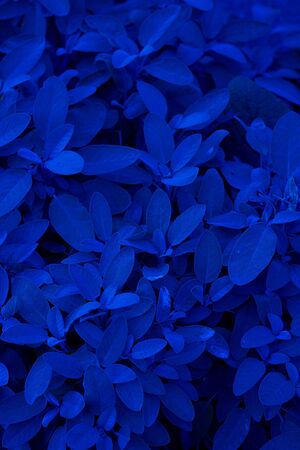 Sage plant, useful as a food spice and healing herb. Vertical texture for text and design about gardening, seed, growing up and collecting to make remedy. Classic, blue monochrome, trend 2020.の写真素材