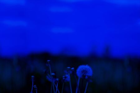 Vintage photo of dandelions blower woman on meadow. Horizontal Classic, blue monochrome, trend 2020の写真素材