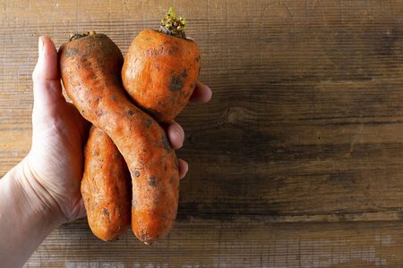 Two dirty ugly carrots in human hand on brown old wooden background with copy space. Vegetables with unusual strange shape. Horizontal. Food that grocery store, supermarket usually throw away.の写真素材