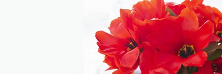 Bouquet of red tulips isolated on white background, Long horizontal banner for web site with copy space. Spring. Selective focus. Close up.の写真素材