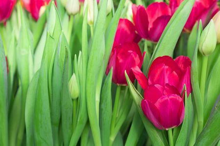 Beautiful tulip close-up, spring flowers tulips blossom in the garden, purple tulips. Horizontal with copy space. Selective focus. Spring flower backgroundの写真素材