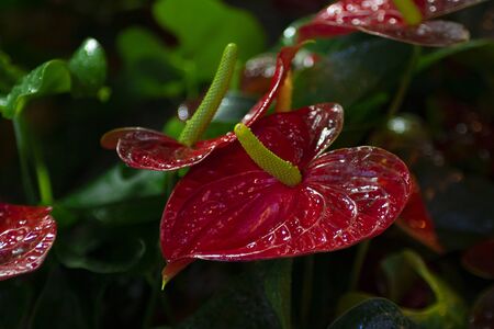 Anthurium, Flamingo lily, red heart-shaped flower. Dark green leaves on the background of defocused plants. Horizontal. Postcard, Wallpaper.の写真素材