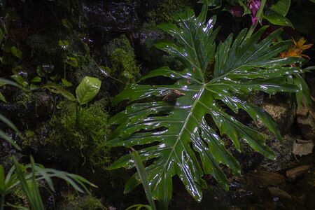 Caladium palm leaf with water drops on the background of defocused tropical dark forest. Blue duotone, trend color of year 2020. Horizontal.の写真素材