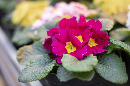 Bright purple Primrose with yellow center with green leaves on the background of defocused garden. Primula Vulgaris blossom. Horizontal with copy space. Spring flowers. selective focus.の写真素材