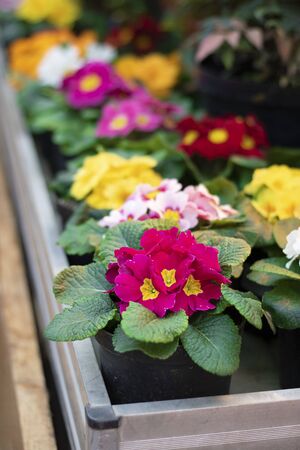 Bright colorful Primrose in wooden herby border on the background of defocused flowers. Primula Vulgaris blossom. Selective focus. Vertical. Spring plants.の写真素材