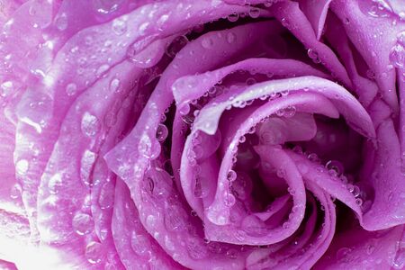 Close up of fresh violet rose petals with water drops, Horizontal shot with golden helix composition rule. Macro picture for postcard, wallpaper. Beautiful flower. Gift, surprise, hobby, gardenの写真素材