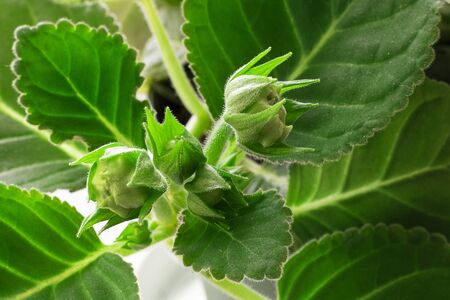 Close up of Sinningia or Gloxinia speciosa. Three closed green buds on the background on greean leaves. Horizontal with copy space. Macro shot about indoor plants, gardening. Postcardの写真素材