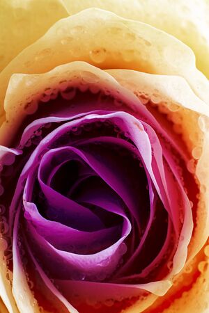 Close up of rose with water drops with gradient on petals violet, red and yellow. Vertical creative macro shot for postcard, wallpaper. Gift, surprise, hobby, garden. Beautiful flower.の写真素材