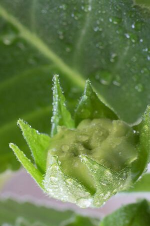 Close up Sinningia or Gloxinia speciosa closed green bud with water drops on the background on greean leaves. Vertical with copy space. Macro shot about indoor plants and gardening. Postcardの写真素材