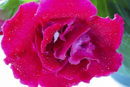 Close up pink Sinningia or Gloxinia speciosa, one open bright flower with water drops on the background on greean leaves. Vertical macro shot, indoor plants and garden. Postcard and wallpaper.の写真素材