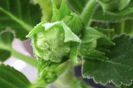 Close up of Sinningia or Gloxinia speciosa. Three closed green buds with water drops on the background on greean leaves. Horizontal with copy space. Macro shot about indoor plants, gardening. Postcardの写真素材