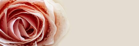 Close up of powder nuance rose with water drops on petals. Long horizontal banner with baige space for text or design. Gift, Postcard for Valentine's or women's day. Macro picture of beautiful flower.の写真素材
