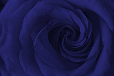 Close up of fresh phantome blue rose with helix petals, Horizontal macro shot for postcard, wallpaper, creative design. Beautiful flower. Gift, surprise, hobby, garden. Color trend.の写真素材