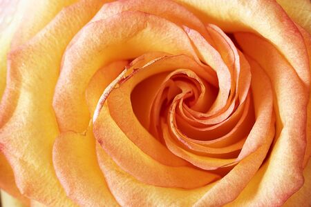 Close up of fresh bright orange rose with helix petals, Horizontal macro shot for postcard, wallpaper, creative design. Beautiful flower. Color trend. Gift, surprise, hobby, garden.の写真素材
