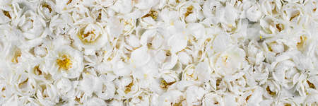 Live wall of tender white wild roses. Long banner. Full bloom background for wallpaper, decoration and creative flora design. Trendy monochrome carpet of flowers for presswall for wedding, birthday.の写真素材
