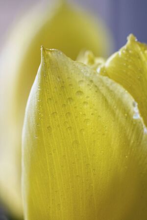 Light yellow petal of tulip, macro with drops of water with defocused blue background. Vertical picture for postcard or greeting card with copy space for celebration and gift for girl. Selective focusの写真素材