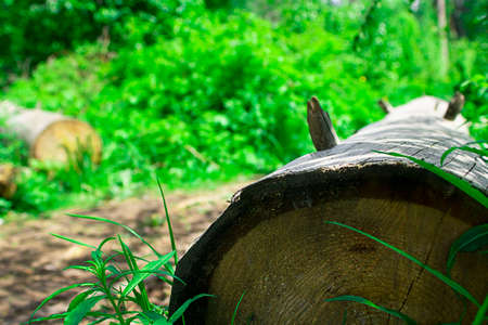 Old big cut tree on the background of defocused green forest. Ecology concept and timber hanvesting industry, raw wood material. Selective focus. Horizontal with copy space.の写真素材