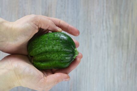 Ugly triple green organic cucumber in human hands. Vegetable with unusual shape on grey wooden background with copy space. Buying imperfect product to reduce food waste. Eco trend. Horizontal.の写真素材