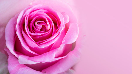 Close up of bright pink rose with beautiful petals. Long horizontal banner with baige space for text...