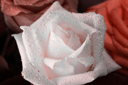 Close up of white rose with water drops of with other defocused flowers on the background. Macro reserve picture, Postcard for bank holiday, memory day. Horizontal. Red tone.の写真素材