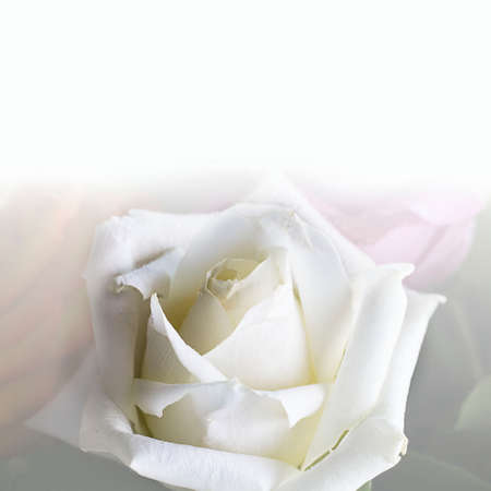 Close up of clean triangle white rose with beautiful petals. Square with copy space for text or design in upper part. Postcard for mother's, women's, wedding, valentine's day. Macro picture of flower.の写真素材