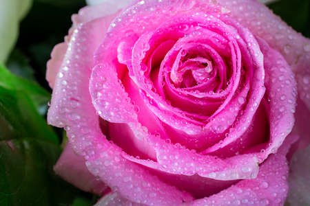 Close up of fresh bright pink rose petals with water drops, Horizontal shot with golden helix composition rule. Macro picture for postcard, wallpaper. Gift, surprise, hobby, garden. Beautiful flower.の写真素材