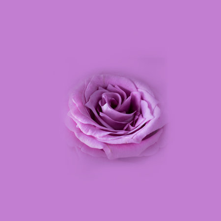 Close up of fresh bright violet rose on empty monochrome background, Macro shot, picture for...
