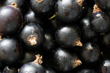 Closeup of ripe black currant berries. Horizontal macro food background. Fresh sweet ingredient for desserts, tarts and pies. Full of Vitamin C, Organic agriculture, sour and healthy food. Harvest.の写真素材
