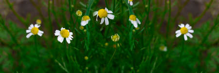 Small white wild camomiles growing up with green leaves, Long horizontal banner. Natural background of wild flowers. Selective focus. Medical plan for making tea and remedy. Herb for health.の写真素材