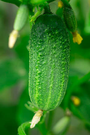 Cucumber on plan, surrounded with green leves and small vegetables in the garden. Selective focus. Vertical. Harvest and gardening. Summer seasonの写真素材