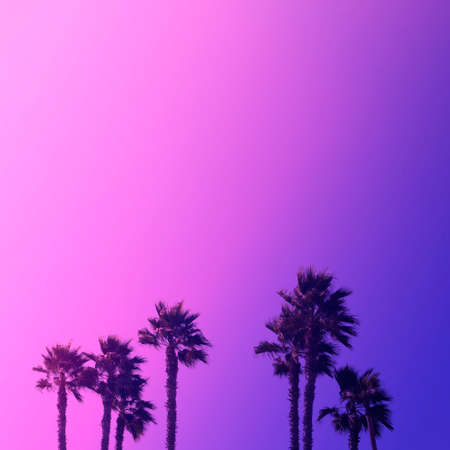 Coconut palm tree on background of beautiful sky in orange. Blue and violet colors. Square with copy space. Trendy bright duotone. Travelling and holiday conceptの写真素材
